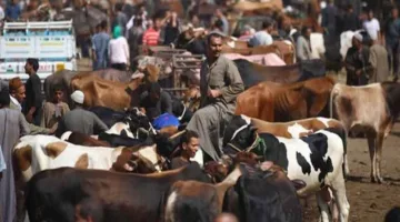 الزراعة: تطوير نظام معلوماتي موثوق لمراقبة الصحة والإنتاجية لكل حيوان.