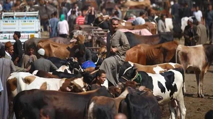 الزراعة: تطوير نظام معلوماتي موثوق لمراقبة الصحة والإنتاجية لكل حيوان. الزراعة: تطوير نظام معلوماتي موثوق لمراقبة الصحة والإنتاجية لكل حيوان.