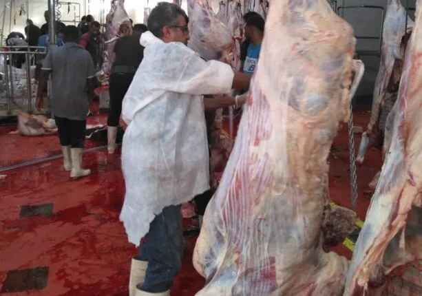 مجازر البحر الأحمر تستمر في ذبح العجول لتوزيعها على المحافظات وتقديم اللحوم بأسعار منخفضة. مجازر البحر الأحمر تستمر في ذبح العجول لتوزيعها على المحافظات وتقديم اللحوم بأسعار منخفضة.
