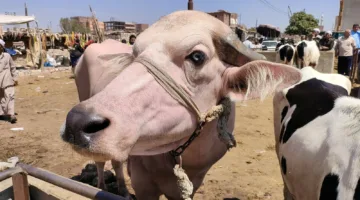 الزراعة: المبادرة الوطنية للبتلو أساس رئيسي لتحقيق الاكتفاء الذاتي في إنتاج اللحوم الحمراء
