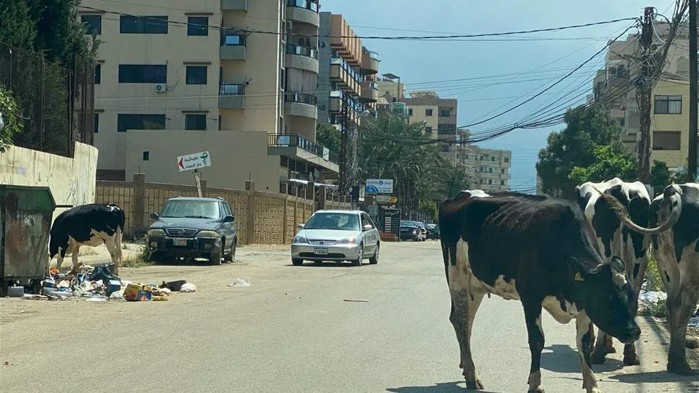 أبقار الشوارع تشكل خطرًا على طرابلس.. فما هي مصدر حليبها؟
