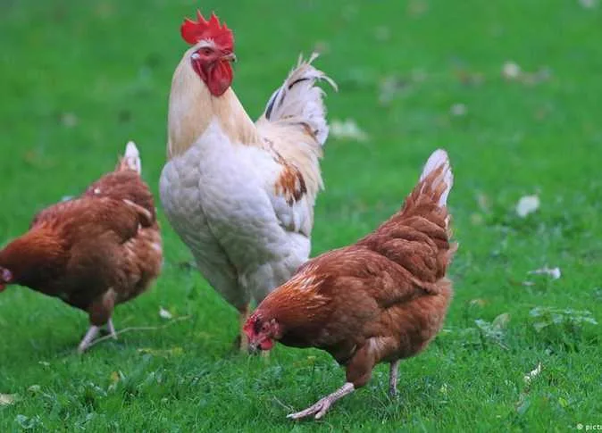 ما هي أسعار الدواجن والبيض اليوم في أسواق الشرقية؟ الأربعاء 4 يونيو 2025 ما هي أسعار الدواجن والبيض اليوم في أسواق الشرقية؟ الأربعاء 4 يونيو 2025