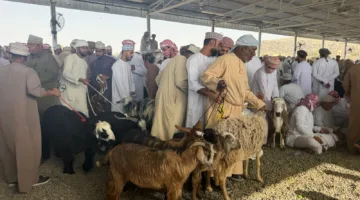 نشاط مجال الثروة الحيوانية خلال فترة عيد الأضحى في محافظة الظاهرة