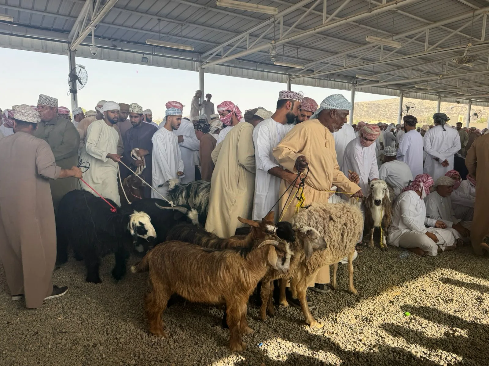 نشاط مجال الثروة الحيوانية خلال فترة عيد الأضحى في محافظة الظاهرة نشاط مجال الثروة الحيوانية خلال فترة عيد الأضحى في محافظة الظاهرة