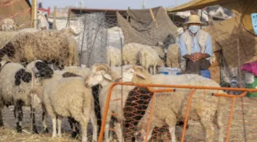 في عام مطير.. التونسيون يتحدون ارتفاع أسعار الأضاحي