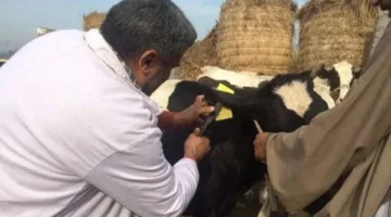 الهيئة البيطرية في دمياط: حقن أكثر من 64 ألف رأس من الماشية بلقاح الحمى القلاعية والوادي المتصدع