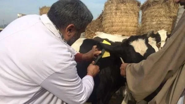الهيئة البيطرية في دمياط: حقن أكثر من 64 ألف رأس من الماشية بلقاح الحمى القلاعية والوادي المتصدع الهيئة البيطرية في دمياط: حقن أكثر من 64 ألف رأس من الماشية بلقاح الحمى القلاعية والوادي المتصدع