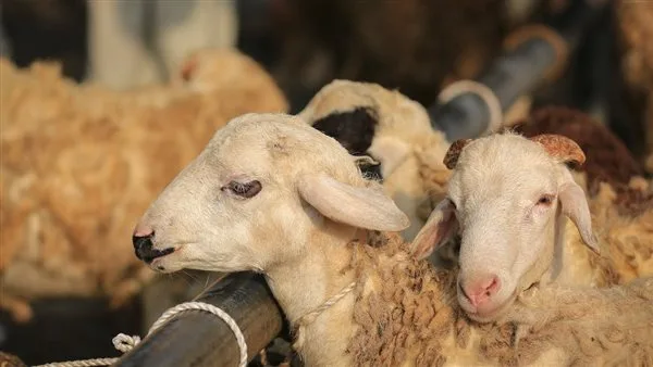 قبل شراء الخروف أو العجل: 5 نصائح “تحميك من الخداع”