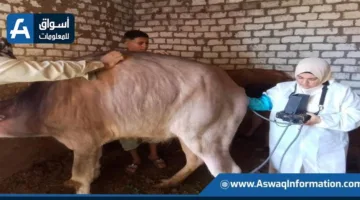 الزراعة: فحص وعلاج أكثر من 37 ألف رأس من الماشية وتطعيم أكثر من 42 ألفًا في مايو