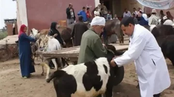 أكثر من 42 ألف عملية تلقيح صناعي: مساعي حثيثة لتعزيز سلالات الثروة الحيوانية