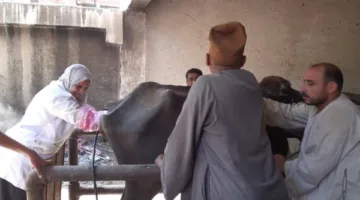 الخدمات البيطرية: تقييم وعلاج أكثر من 37 ألف رأس من الماشية