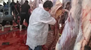 المديرية البيطرية في البحر الأحمر تعزز جاهزيتها بمناسبة عيد الأضحى