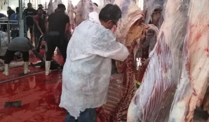 المديرية البيطرية في البحر الأحمر تعزز جاهزيتها بمناسبة عيد الأضحى المديرية البيطرية في البحر الأحمر تعزز جاهزيتها بمناسبة عيد الأضحى