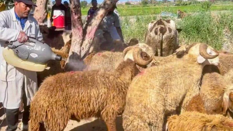 استعدادات عيد الأضحى: 39 مجزرة في المنيا جاهزة لذبح الأضاحي مجانًا طوال أيام العيد. استعدادات عيد الأضحى: 39 مجزرة في المنيا جاهزة لذبح الأضاحي مجانًا طوال أيام العيد.