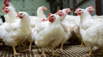 ما هو سعر كيلو الدجاج الأبيض اليوم، الأربعاء 4 يونيو 2025، في السوق المحلي؟