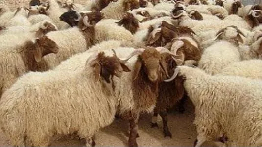 هل يمكن أن يشترك شخصان في سهم واحد من الأضحية؟ هل يمكن أن يشترك شخصان في سهم واحد من الأضحية؟