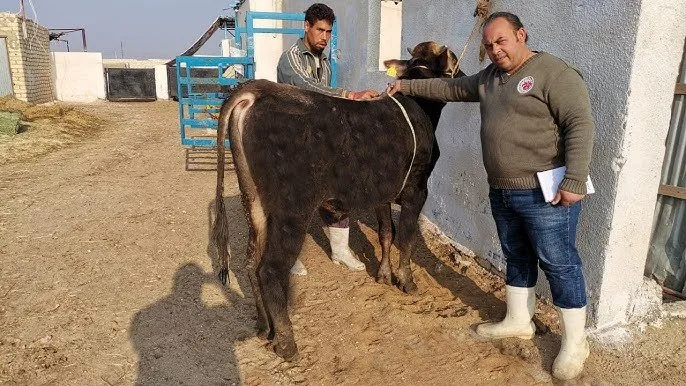 أسهل وسيلة لتحديد وزن الأضحية دون الحاجة لميزان.. «بقر، ضأن وماعز»