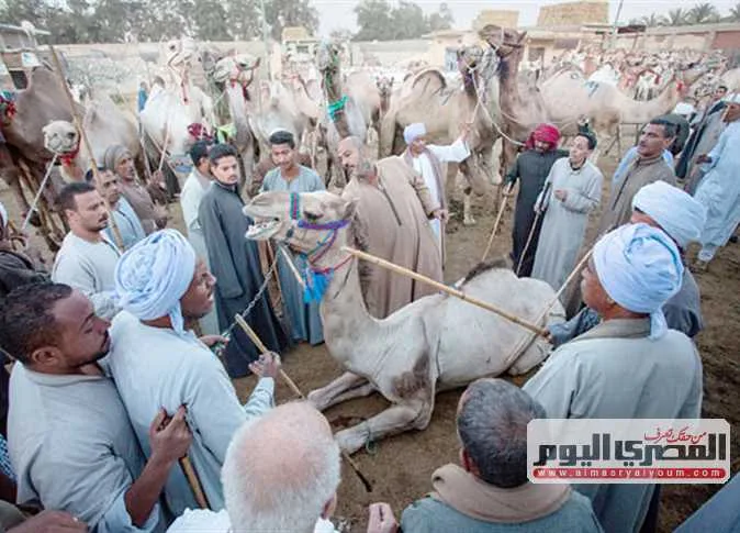 «جِمال برقاش» تستهوي الجزارين خلال عيد الأضحى «جِمال برقاش» تستهوي الجزارين خلال عيد الأضحى