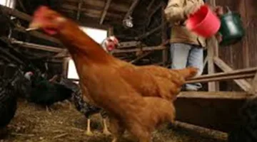 أسعار الدجاج الأبيض والبلدي وكرتونة البيض في الأسواق اليوم الخميس 5 يونيو 2025
