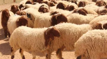 نصائح قيّمة لاختيار خروف عيد الأضحى