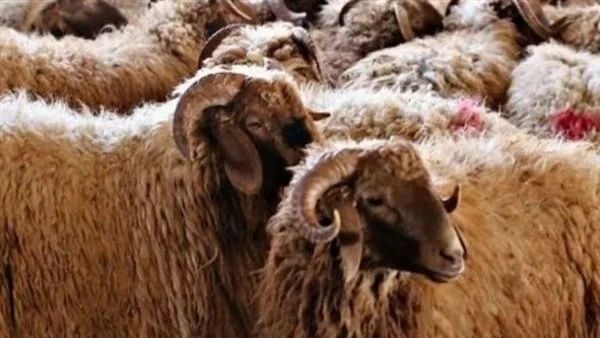 أسعار الخراف والعجول المتاحة في الأسواق قبل عيد الأضحى 2025 أسعار الخراف والعجول المتاحة في الأسواق قبل عيد الأضحى 2025