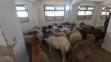 وزير الزراعة: تمويل مشروع “البتلو” فاق الـ9.5 مليار جنيه