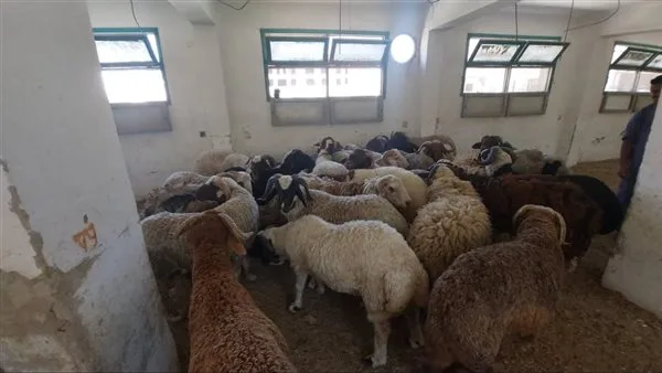 وزير الزراعة: تمويل مشروع “البتلو” فاق الـ9.5 مليار جنيه وزير الزراعة: تمويل مشروع “البتلو” فاق الـ9.5 مليار جنيه