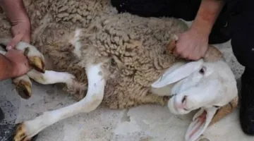 هل يسمح ببيع جزء من الأضحية أو تخصيص جلدها كأجر للجزار؟.. إجابة «الإفتاء»