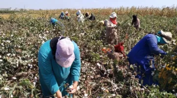 دمياط: زراعة 2127 فدانًا من محصول القطن حتى هذه اللحظة