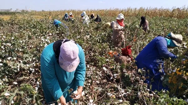دمياط: زراعة 2127 فدانًا من محصول القطن حتى هذه اللحظة
