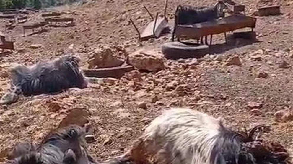 مجزرة ضخمة في قطيع الماعز في عكار… هل يعود السبب إلى دواء؟ (فيديو) مجزرة ضخمة في قطيع الماعز في عكار… هل يعود السبب إلى دواء؟ (فيديو)