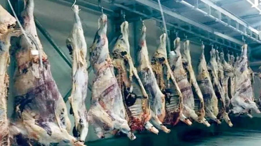 المجازر تعرض خدماتها مجانًا لدعم البيئة وصحة المواطنين المجازر تعرض خدماتها مجانًا لدعم البيئة وصحة المواطنين