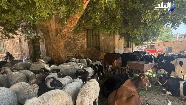 كليّة الطب البيطري في بنها تعلن عن الشروط والمعايير الصحية لاختيار الأضحية المناسبة.. اكتشف المزيد! كليّة الطب البيطري في بنها تعلن عن الشروط والمعايير الصحية لاختيار الأضحية المناسبة.. اكتشف المزيد!