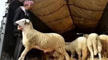الجفاف يحرمان المغاربة من لذة أضحية العيد