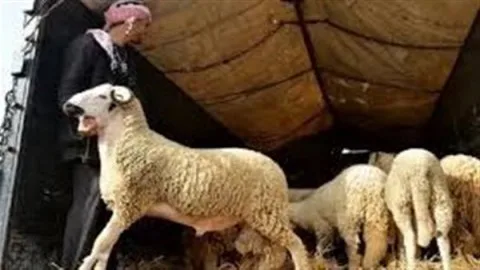 الجفاف يحرمان المغاربة من لذة أضحية العيد الجفاف يحرمان المغاربة من لذة أضحية العيد
