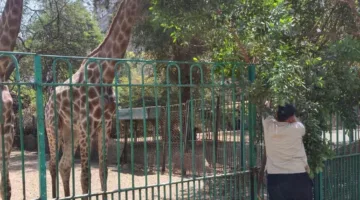 التحالف الوطني يعلن عن خطة لتحديث حديقة الحيوان بالجيزة ويؤسس مستشفى بيطري ويعيّن 60 خريجًا جديدًا.