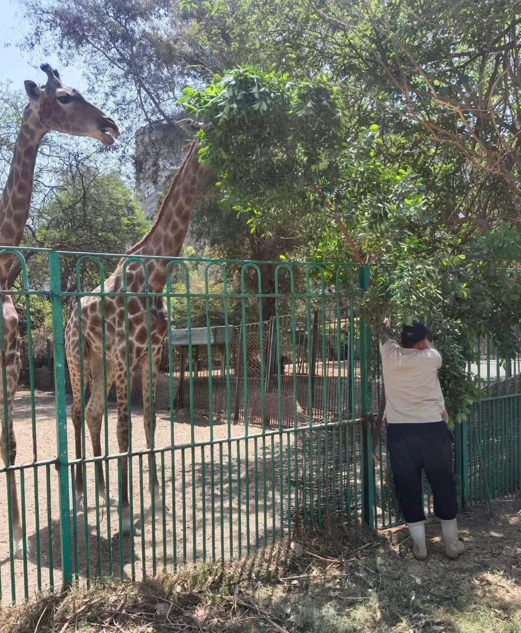 التحالف الوطني يعلن عن خطة لتحديث حديقة الحيوان بالجيزة ويؤسس مستشفى بيطري ويعيّن 60 خريجًا جديدًا.
