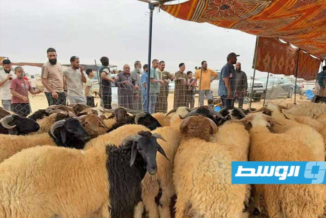 أضاحي العيد في سوق المواشي في سرت. (بوابة الوسط)