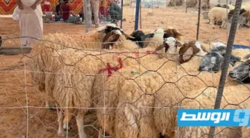 انخفاض أسعار الأضاحي في مدينة سرت بمناسبة العيد