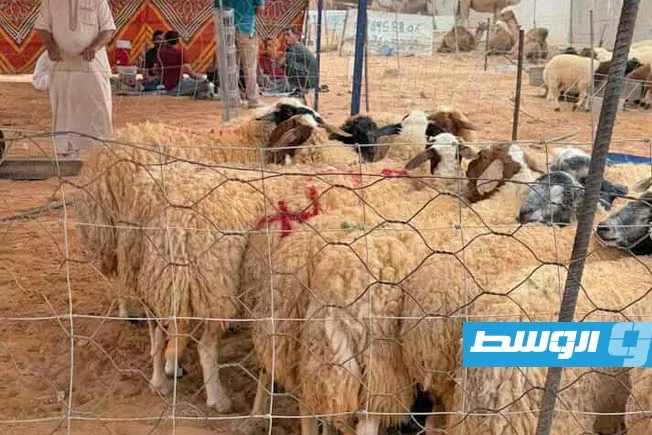 انخفاض أسعار الأضاحي في مدينة سرت بمناسبة العيد انخفاض أسعار الأضاحي في مدينة سرت بمناسبة العيد