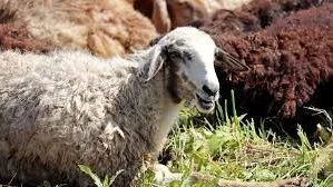 في اليوم العالمي للبيئة.. قيم حضارية أرسى الإسلام قواعدها لذبح الأضاحي في اليوم العالمي للبيئة.. قيم حضارية أرسى الإسلام قواعدها لذبح الأضاحي