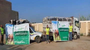 الأورمان تستعد لذبح 45 عجلًا محليًا في الفيوم لتوزيعها على الأسر المحتاجة بعد عيد الأضحى