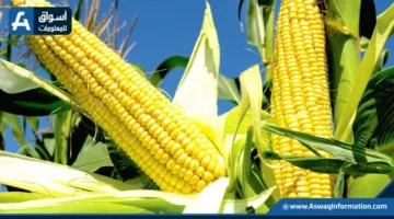 سعر طن الذرة الصفراء اليوم الخميس.. ما هو سعر الأردب عند التجار؟