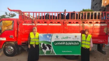 بلدية عجول وألف طن من اللحوم المستوردة… الأورمان تقدم الأضاحي للفقراء في 2025