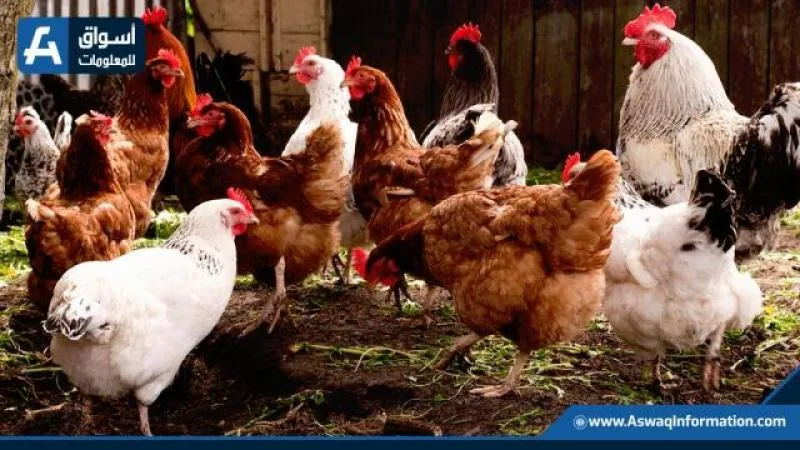 انخفاض سعر الدجاج الأبيض.. أسعار الدواجن اليوم الأربعاء في المزرعة
