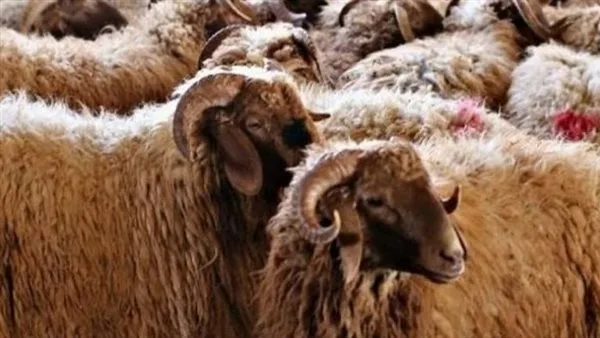 الإسماعيلية: وضع خطة للتأمين الصحي خلال عيد الأضحى المبارك الإسماعيلية: وضع خطة للتأمين الصحي خلال عيد الأضحى المبارك