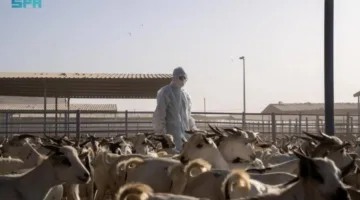 وقاء: إجراء الفحوصات الصحية على (1,160,493) رأس من الماشية وإصدار التصاريح لـ (690,379) منها