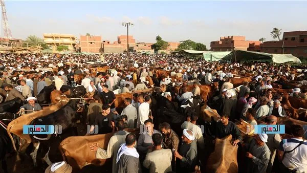 أسعار العجول والأغنام في الغربية تزامنًا مع يوم وقفة عرفات أسعار العجول والأغنام في الغربية تزامنًا مع يوم وقفة عرفات