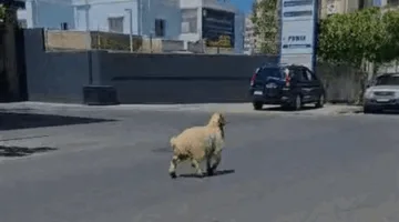 في بيروت.. هروب خروف العيد! (شاهد الفيديو)