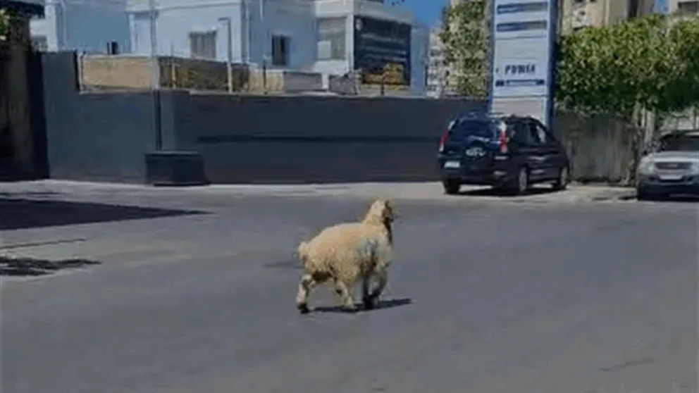 في بيروت.. هروب خروف العيد! (شاهد الفيديو)